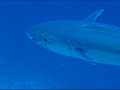 Maldives Diving Among Fauna