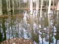 Oooo a swamp