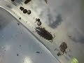 Raising tadpoles into Frogs / Toads part 1 of 3