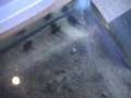 Raising tadpoles into Frogs / Toads part 1 of 3