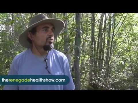how to harvest chaga mushroom
