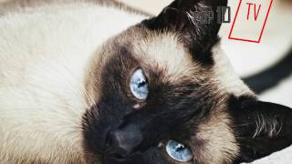 Siyam Kedisi Özellikleri ve Bakımı (siamese cat