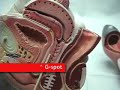 Anatomy of the G spot & G-shot