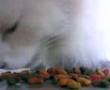 videos de KATY COMIENDO WHISKAS