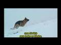 Rin-tin-tin le film