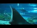 manila ocean park by nino muhlach