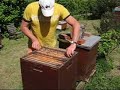 Die Dunkle Biene - The Dark European Honeybee - Bienen Die Dunkle Biene - The Dark European Honeybee - Bienen
