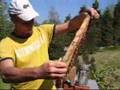 Die Dunkle Biene - The Dark European Honeybee - Bienen