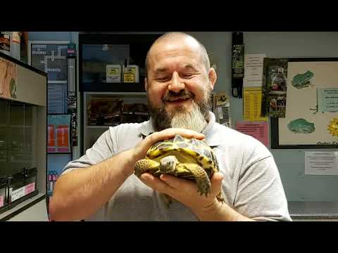 YouTube reptile video