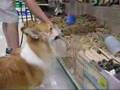 Two Corgis: Going Shopping