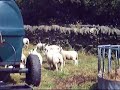schapen schapen