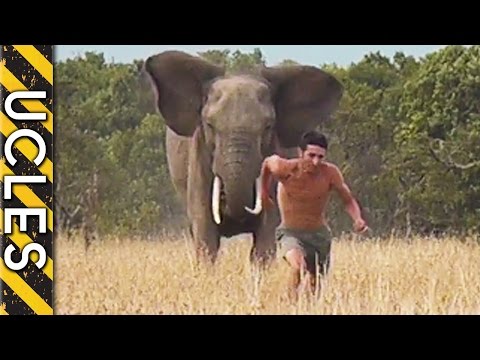 elephant - Wild man Andrew Ucles takes you directly into the danger zone of Africa with an elephant attack. Using his unique understanding of animal behavior and his ab...