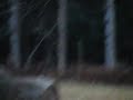 cabelas,deer,mcdonalds 147.mov