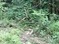 videos de Baby Rwandan Gorilla part1