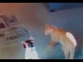 Gato loco Gato loco