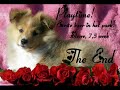 Sterre, a 7,5 weeks old Sheltie puppy! Sterre, a 7,5 weeks old Sheltie puppy!