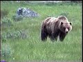 yellowstone grizzly bear