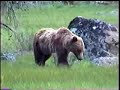 yellowstone grizzly bear