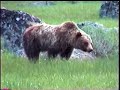 yellowstone grizzly bear