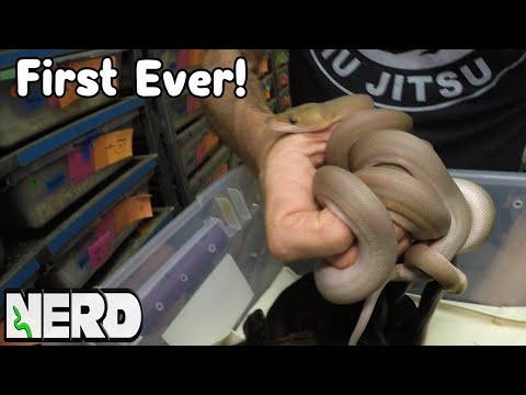 YouTube reptile video