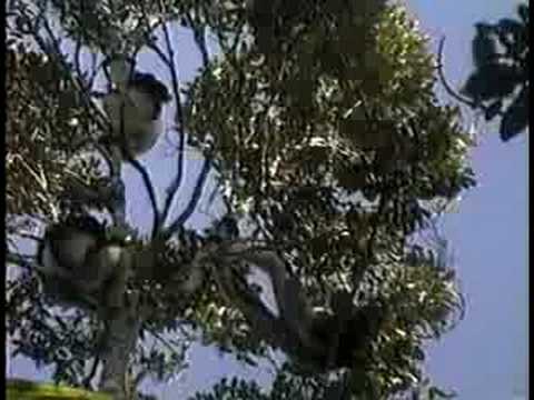Lemurs of Madagascar (Primates) - PREVIEW