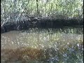 Deep in the Florida Everglades