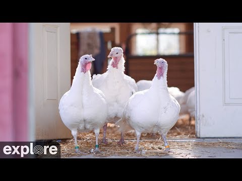 Live-Cam: Landwirtschaft - Geflgel (Truthhne, Hhner) - Turkey Barn at Farm Sanctuary