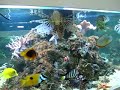 Esse é o aquário marinho da loja do meu maridão !JK AQUARIOAv. Imigrantes, 161 Jd. Junco - Vinhedo - SP 