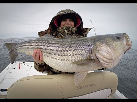 Striper Fishing on the NEW 2016 Sea Pro 228 Bay Boat! 3D Structure Side Scan for Striped Bass! Striper Fishing on the NEW 2016 Sea Pro 228 Bay Boat! 3D Structure Side Scan for Striped Bass!