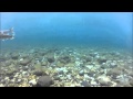Lake Trout on Spawning Reef