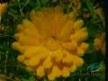 nurdan-suzulur-besmeleler.html
