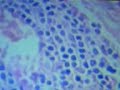 histologia tejido nervioso con monge