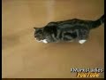 Cat Attacks Boxes