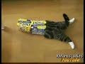 Cat Attacks Boxes