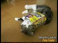 Cat Attacks Boxes