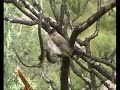 Garden Bulbul