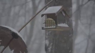 Bird Feeder Timelapse in 2016 Blizzard Jonas