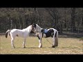 Click here to watch this video WATCH THIS! (720p)