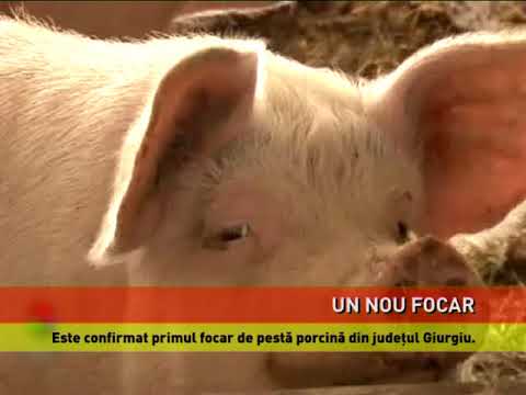 Focar de pestă porcină africană, confirmat și în județul Giurgiu