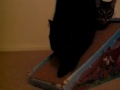cat scratch fever!