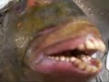 Fish with human-like teeth Fish with human-like teeth