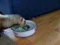 videos de Sjonnie slecht drinken