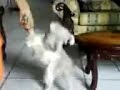 Ense�ando a caminar al perro
