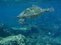 Swimming With Turtles