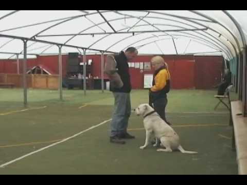how to train an american bulldog