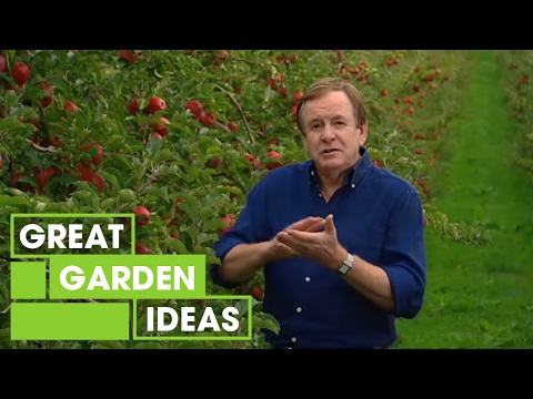 how to grow an apple tree