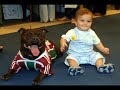 RIO VET 08 HARD FACE KENNEL E FEST CÃES E PETS
