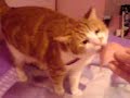 ginger cat ginger cat