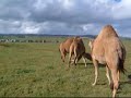 ラクダ動画