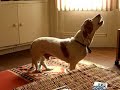 Mac the Basset Hound Singing With Pavorotti Mac the Basset Hound Singing With Pavorotti